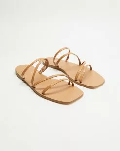 Billini Omora Desert Lizard